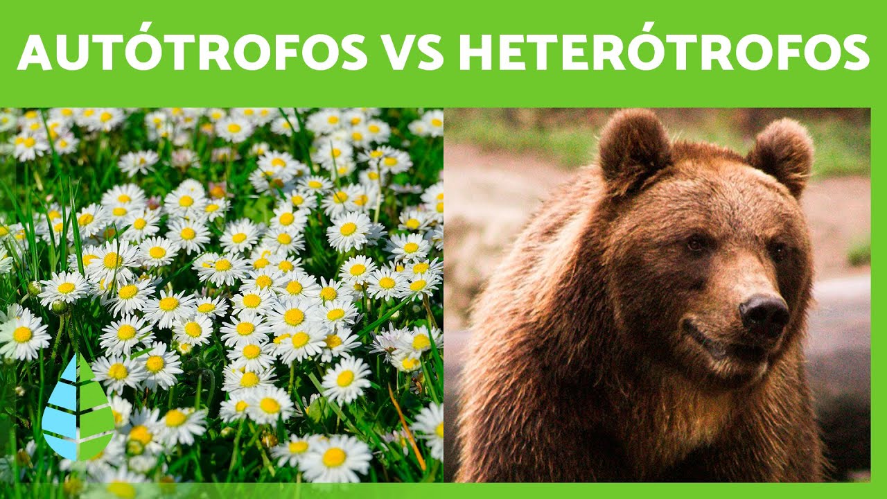 cuáles son las formas de nutrición de los organismos