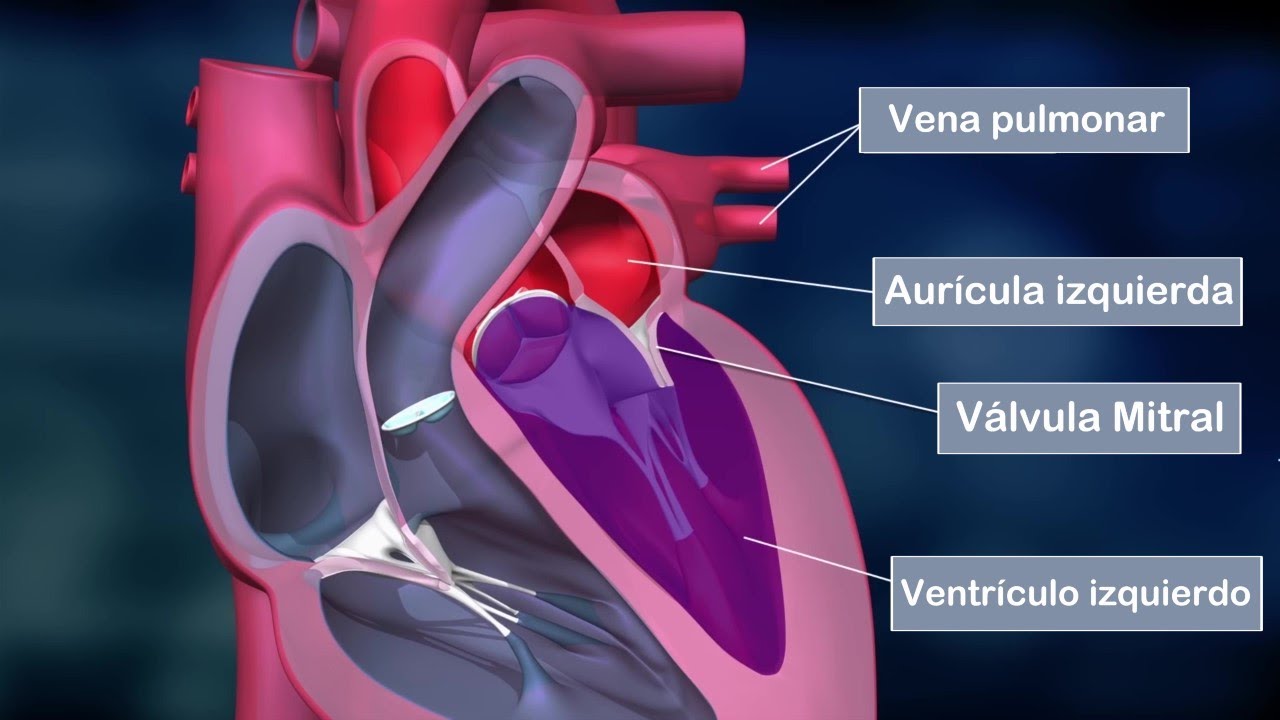 cuales son las funciones del corazon