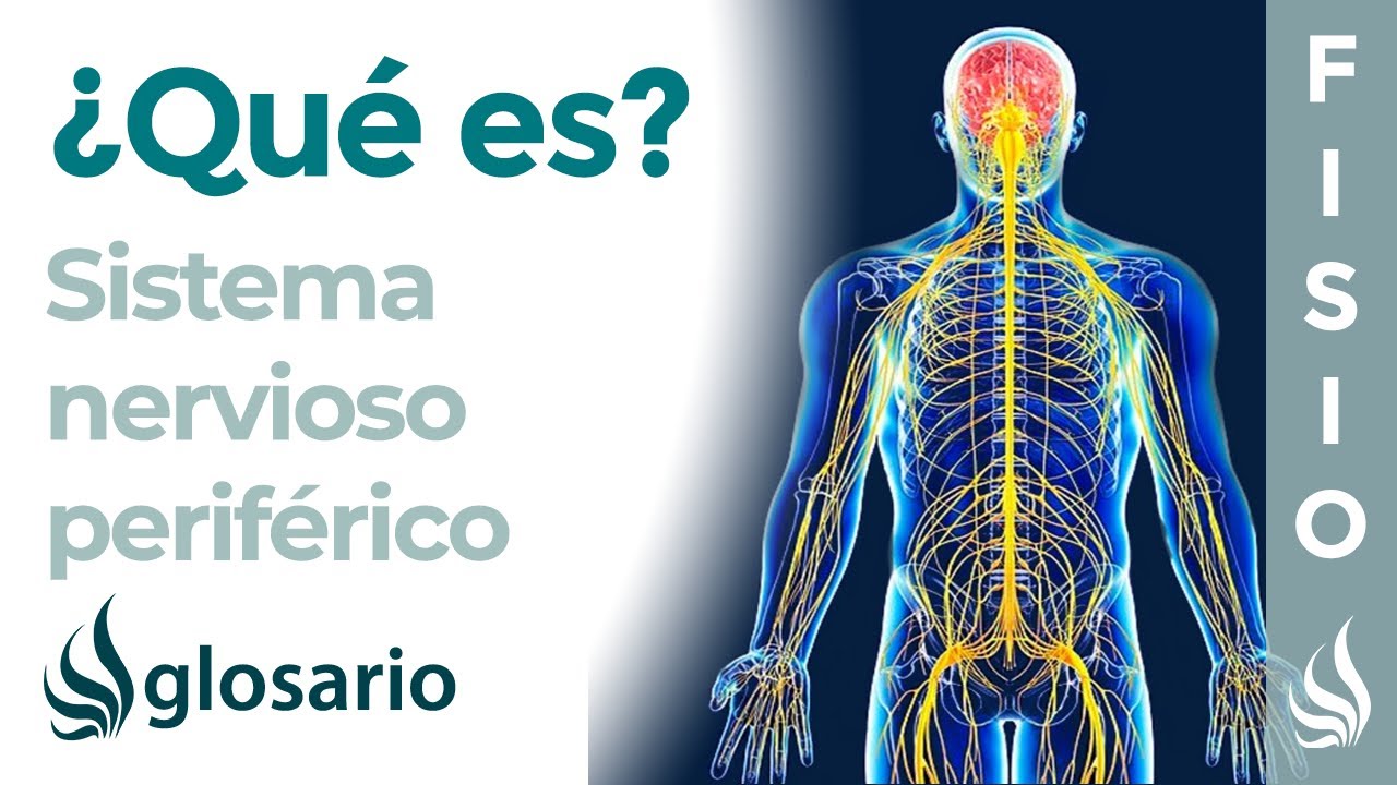 cuales son las principales funciones del snp