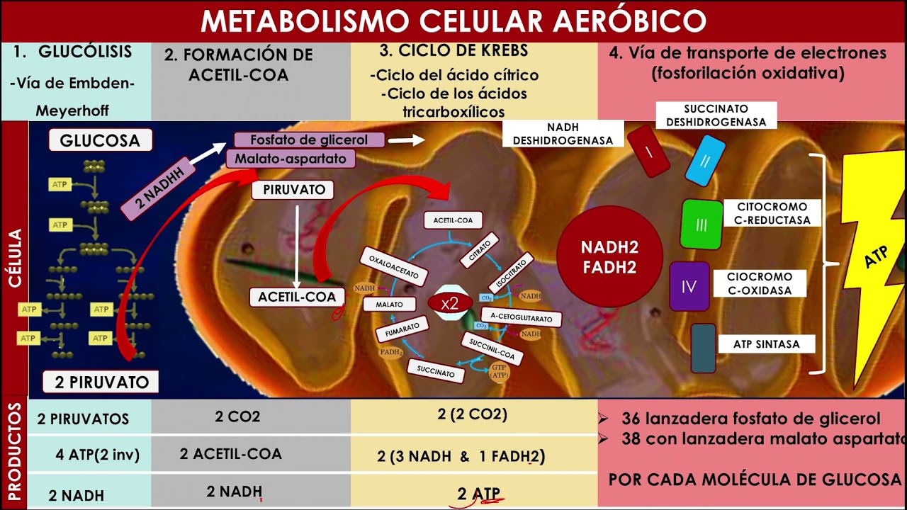 cuantas moleculas de atp se producen en la glucolisis