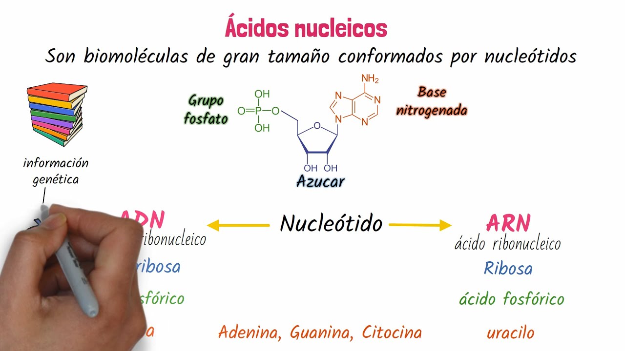de que estan compuestos los acidos nucleicos