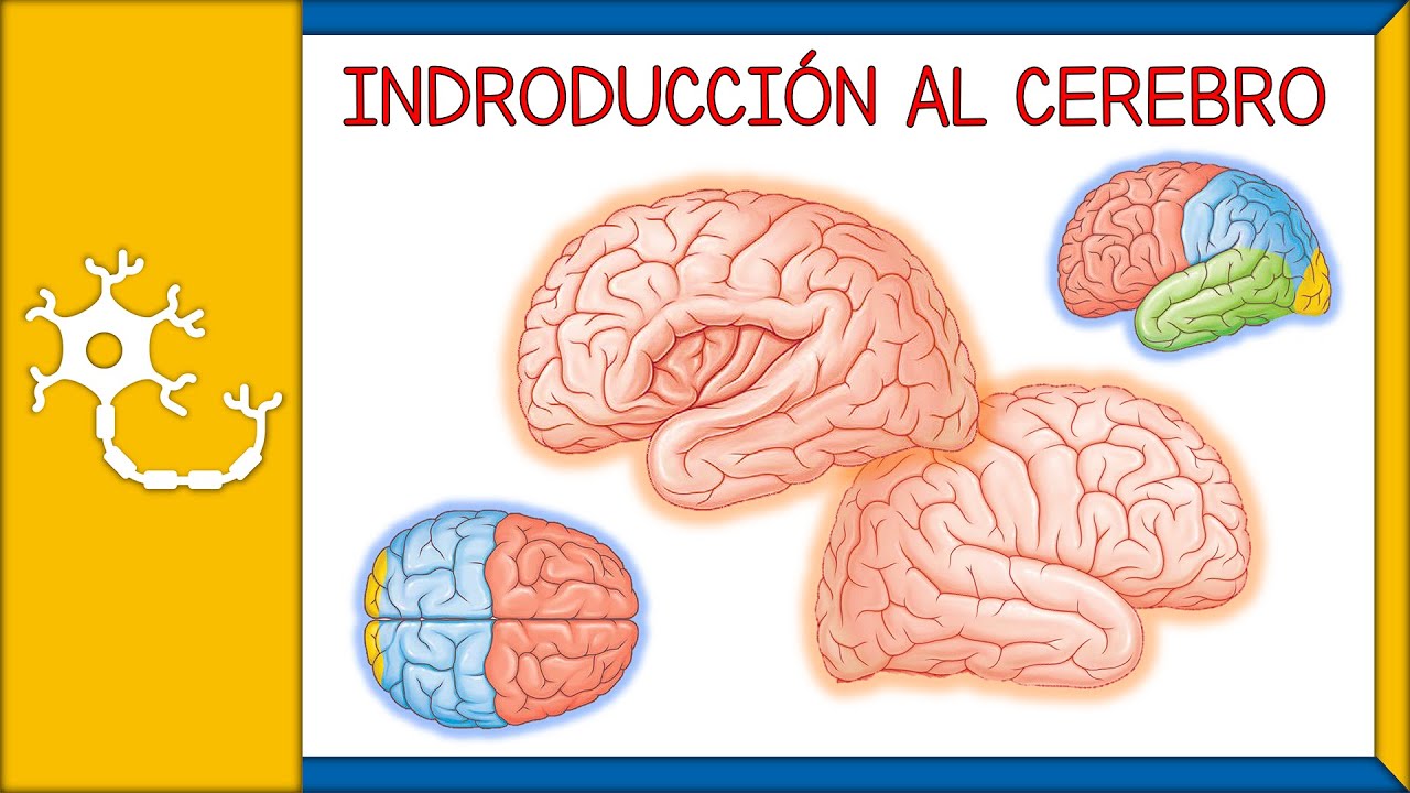 descripción de la anatomía del cerebro