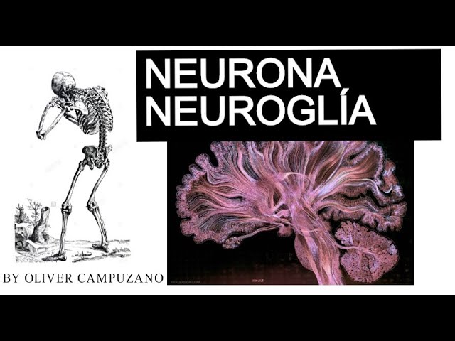 diferencia entre neurona y neuroglia