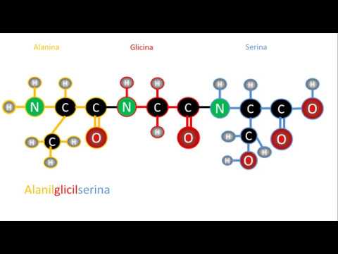 diferencia entre polipeptido y proteina