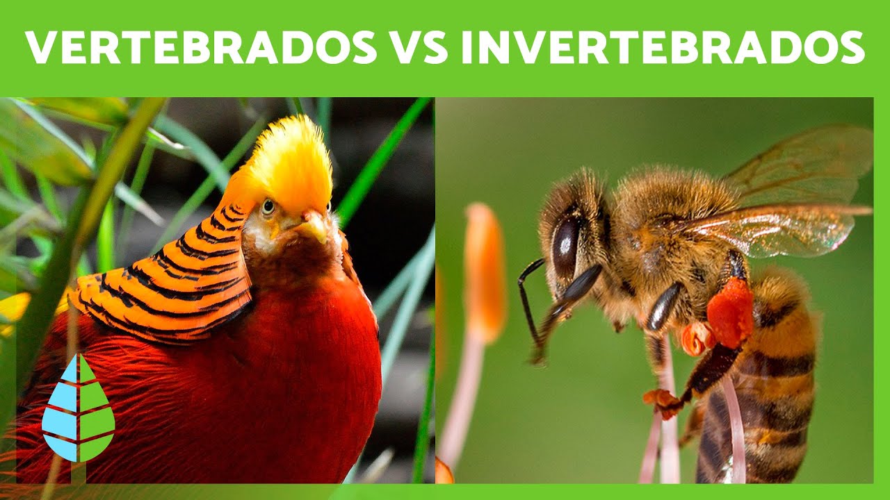 diferencia entre vertebrados e invertebrados