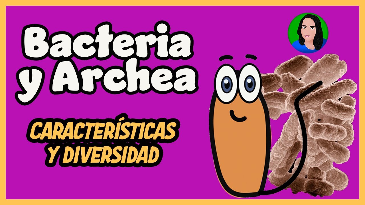 dominio bacteria definicion y caracteristicas