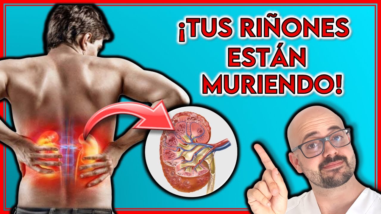 donde estan los riñones y pulmones