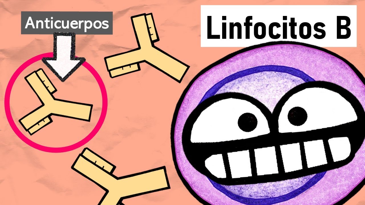 donde se encuentran los linfocitos b