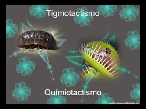 ejemplos de irritabilidad en los animales