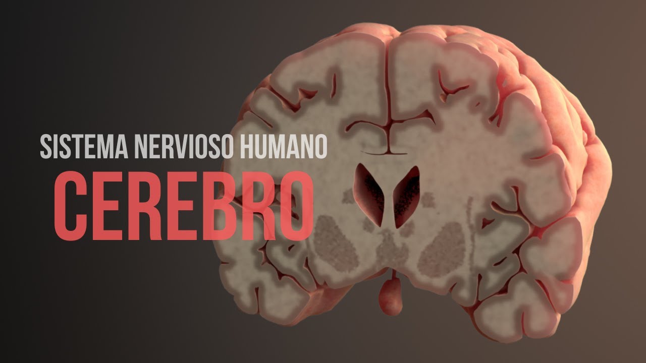 el cerebro tiene terminaciones nerviosas