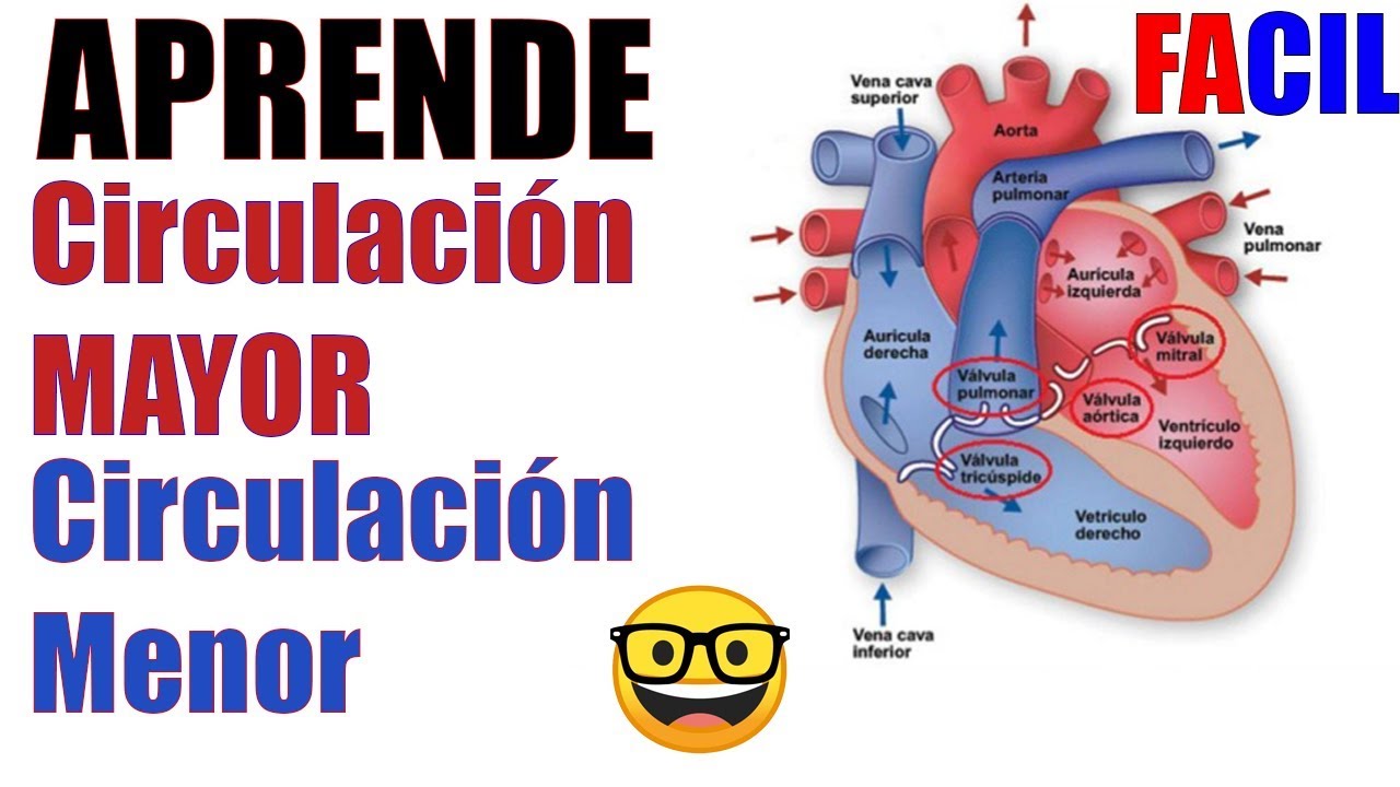 en que consiste la circulacion mayor