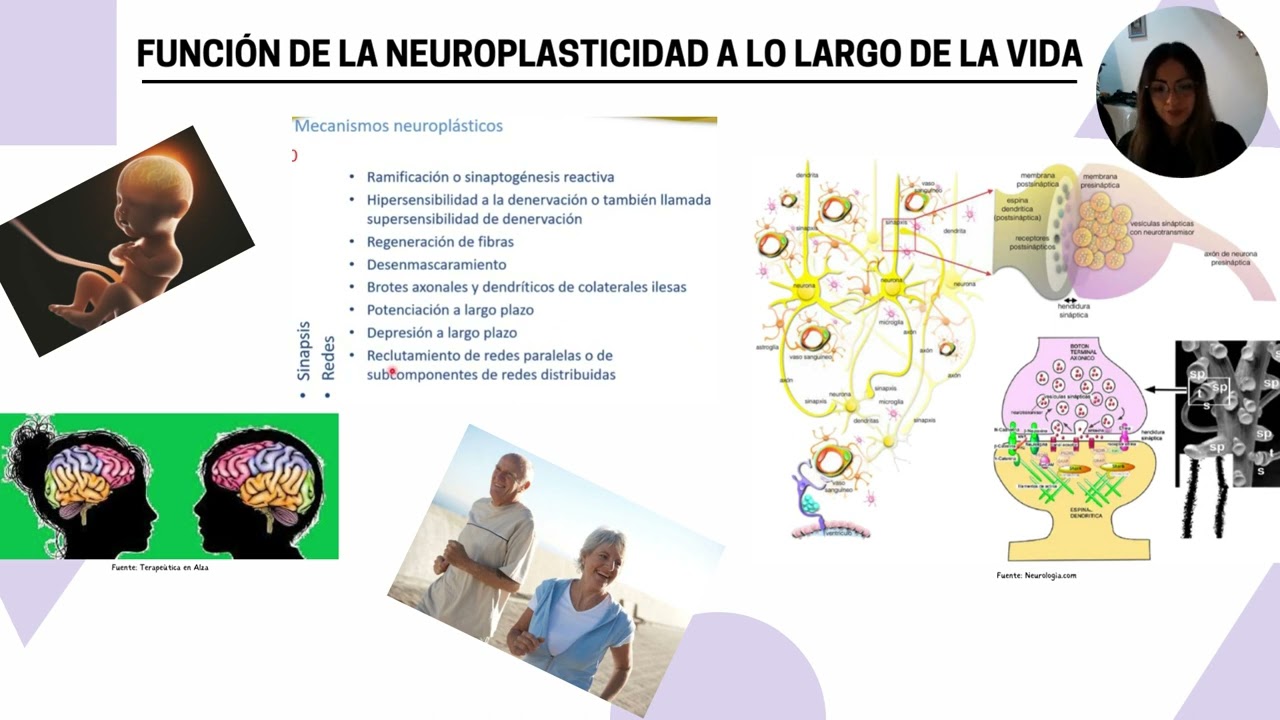esquema de plasticidad y sistema nervioso