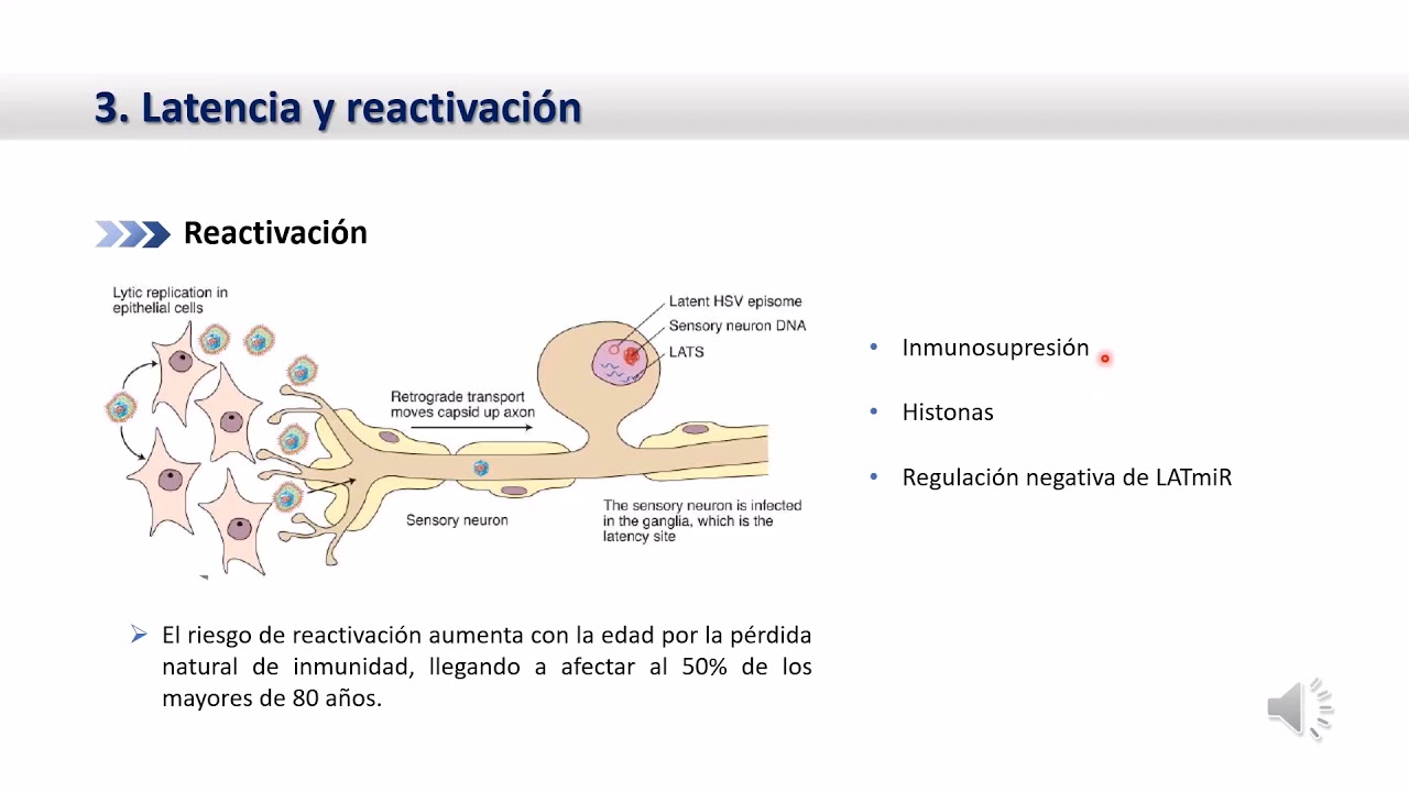 estructura del virus dela varicela