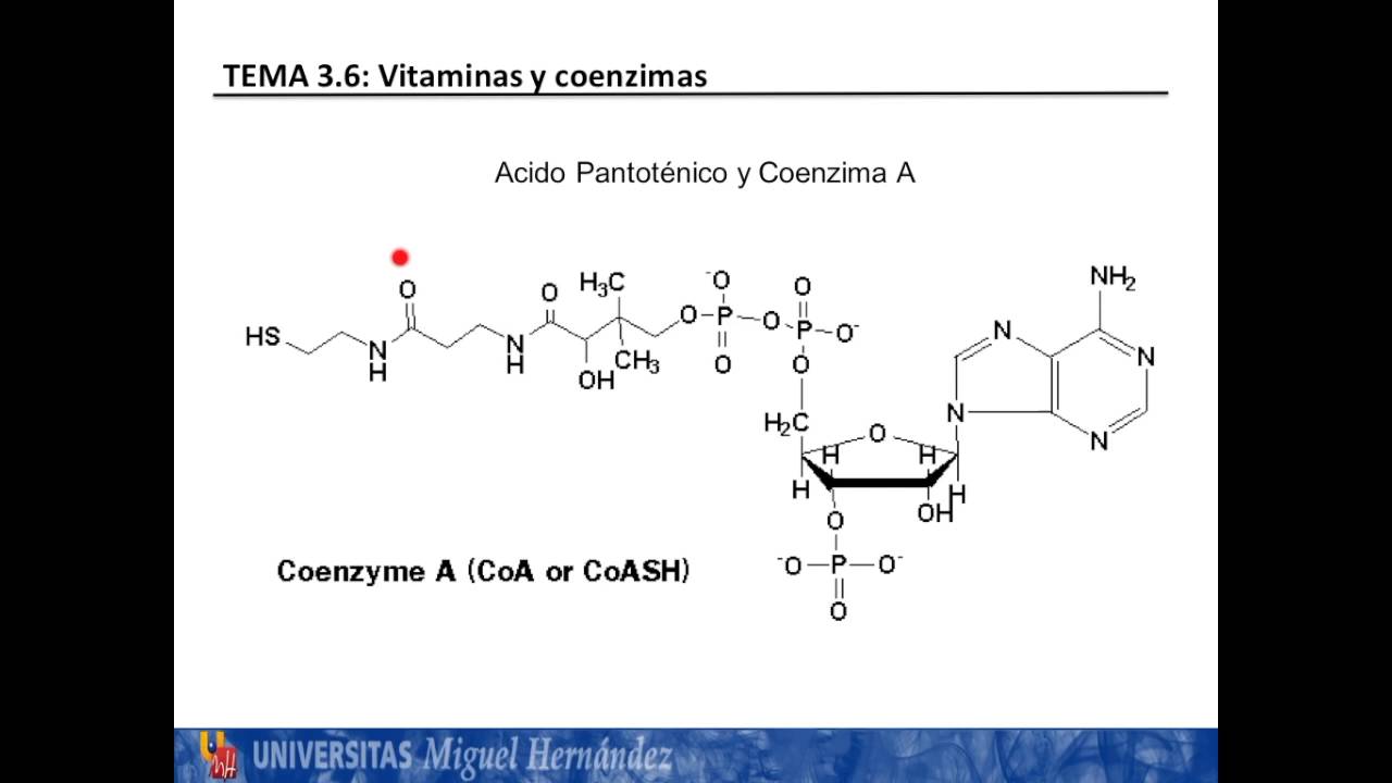 estructura quimica de la vitamina b5