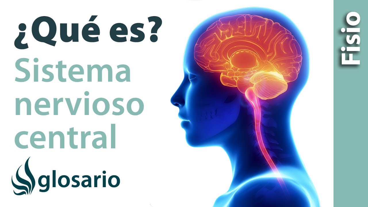 estructuras que forman el sistema nervioso central