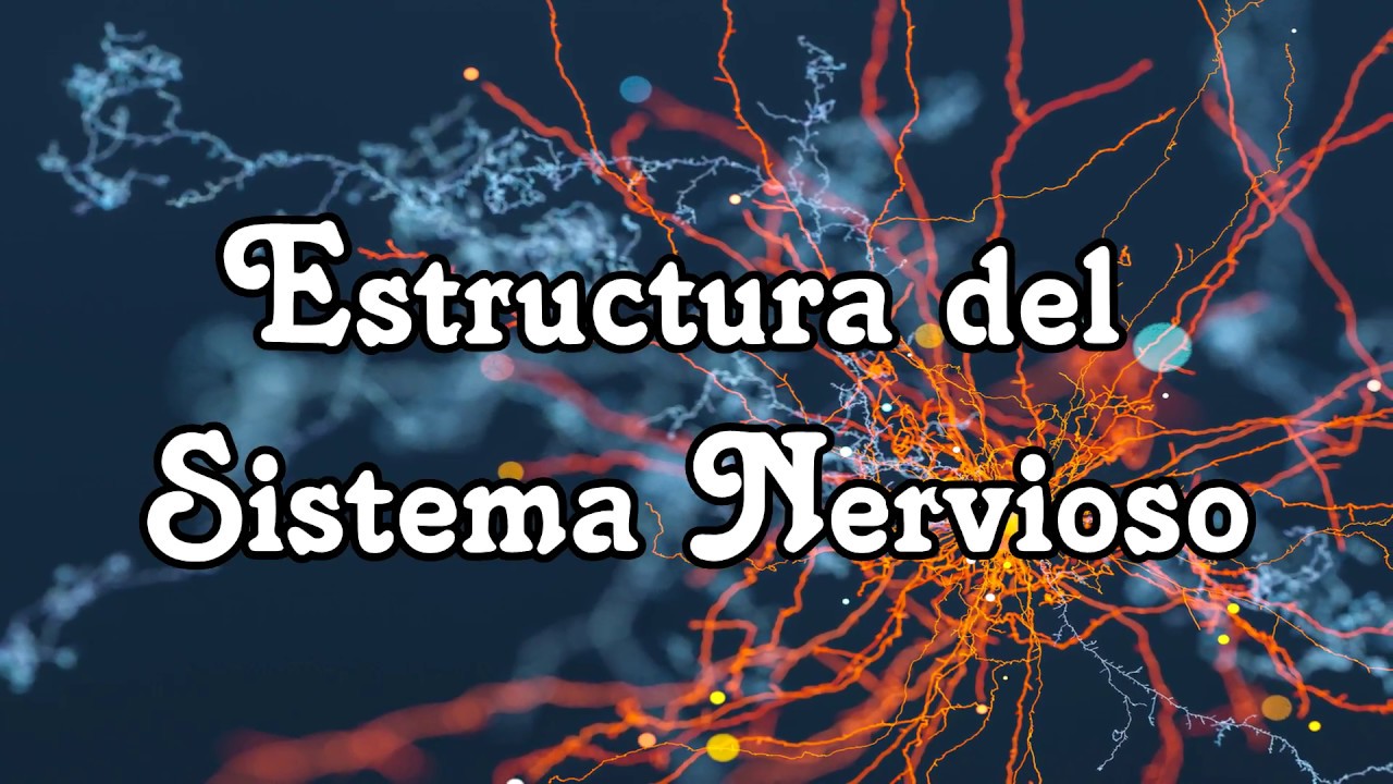estructuras terminales del sistema nervioso