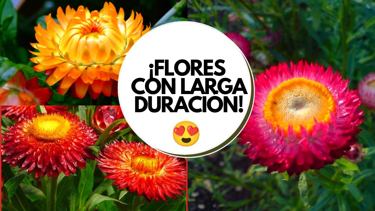 flor de papel planta es de sol o sombra