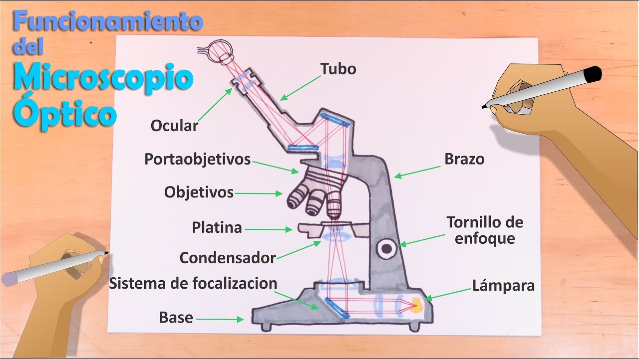 foto de un microscopio y sus partes