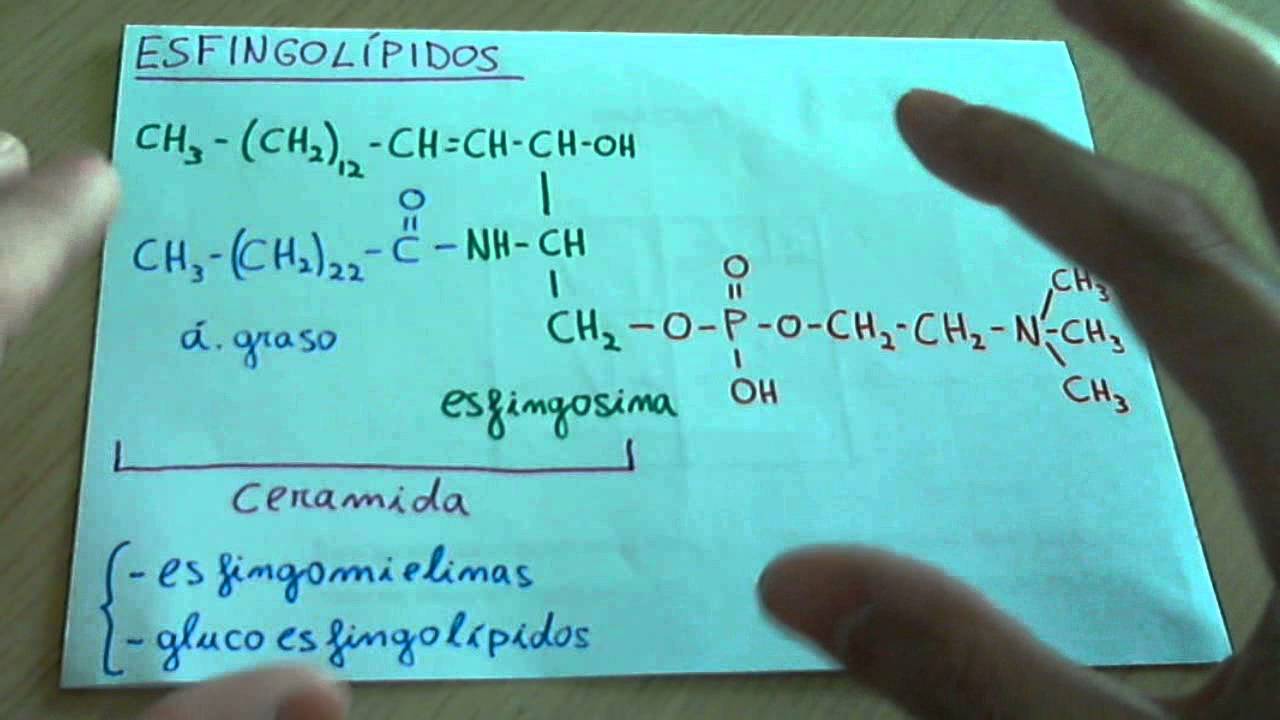 funcion biologica de los esfingolipidos