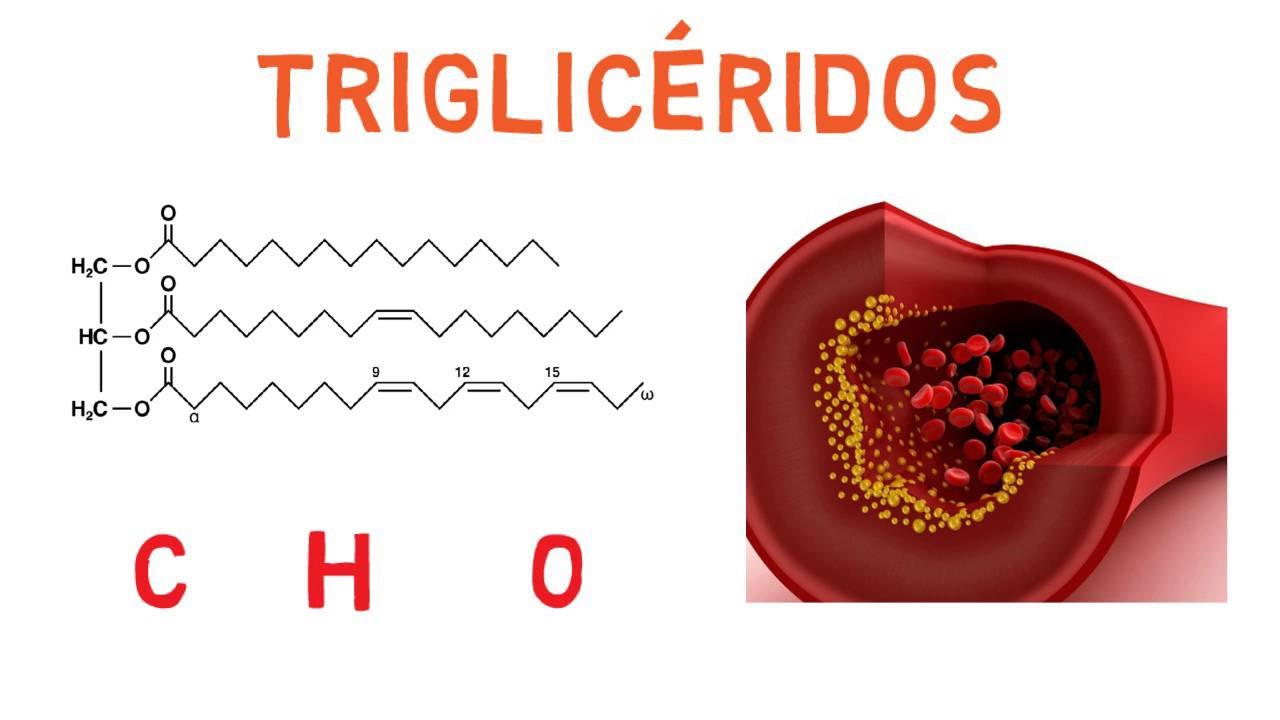 funcion biologica de los trigliceridos