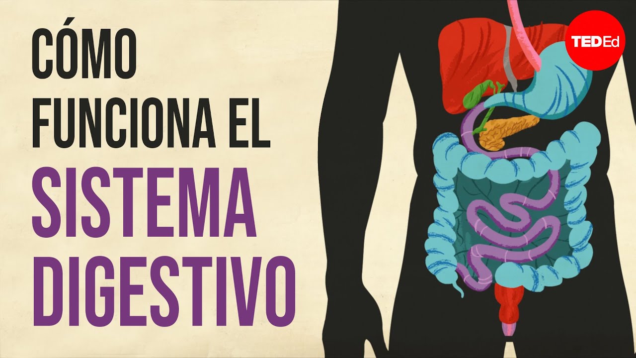 funcion de cada uno de los organos del aparato digestivo