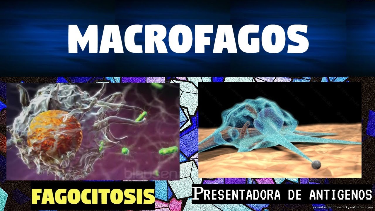 funcion de los macrofagos inmunologia