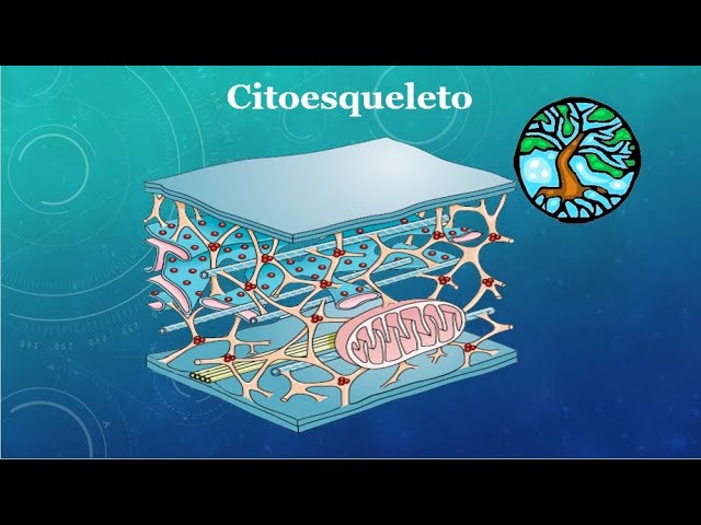 funcion del citoesqueleto en la celula animal
