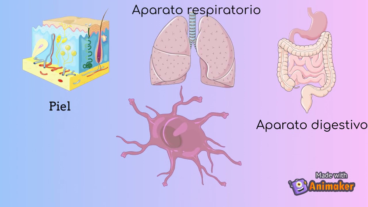 funciones de las celulas dendriticas