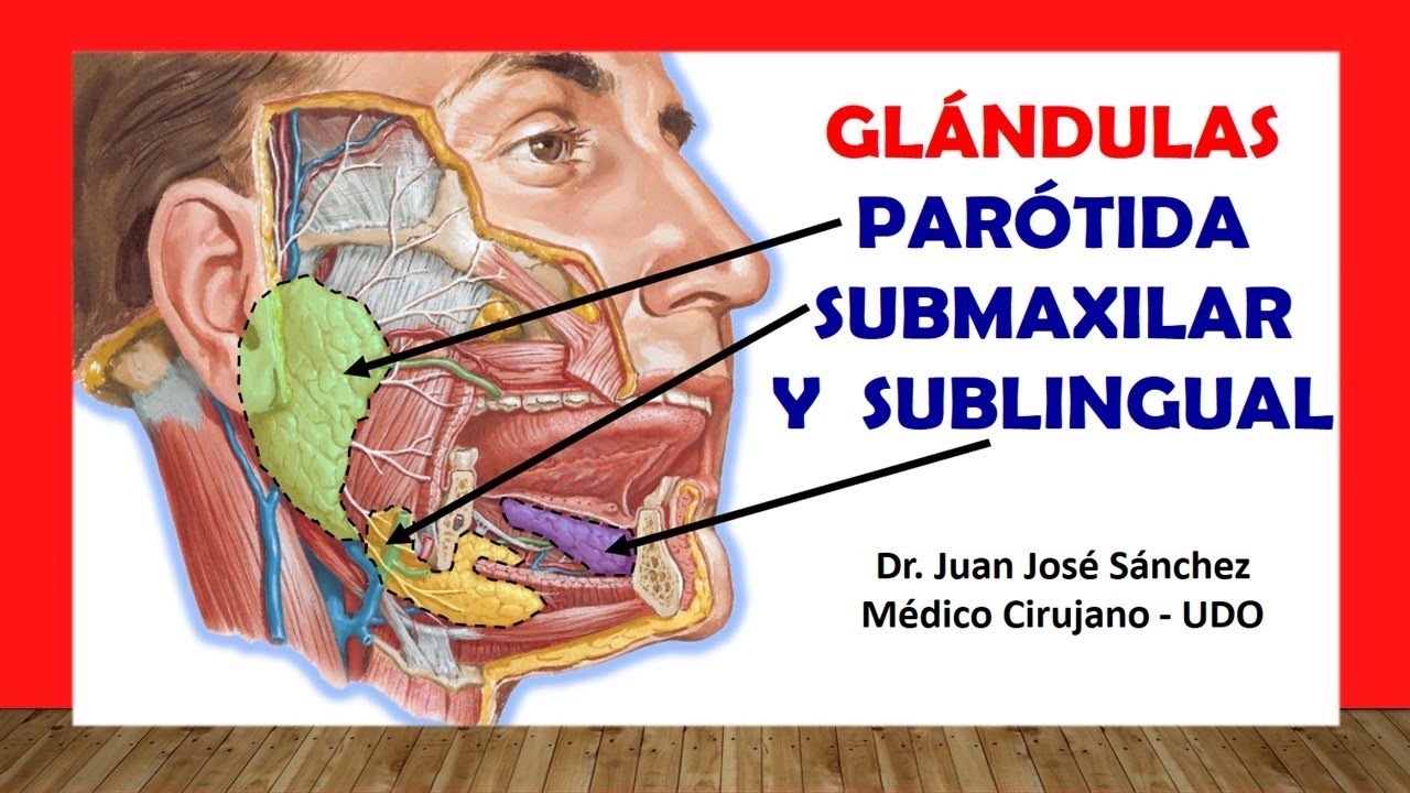 glandulas salivales anatomia y fisiologia