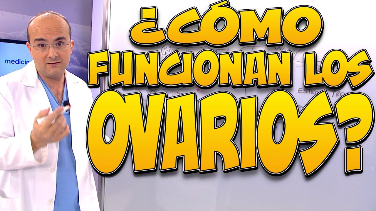 gónadas femeninas que producen los óvulos