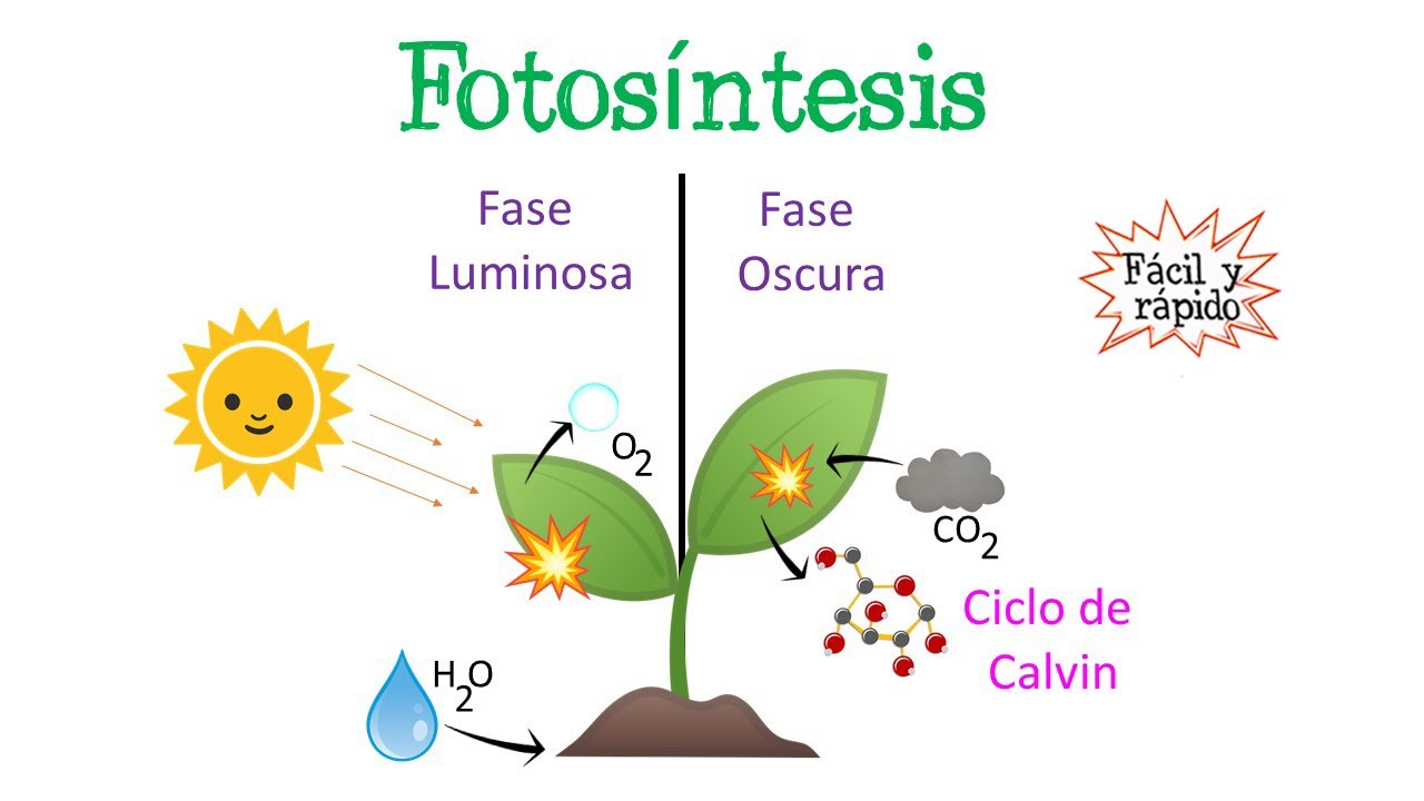 intensidad luminosa y velocidad de la fotosintesis