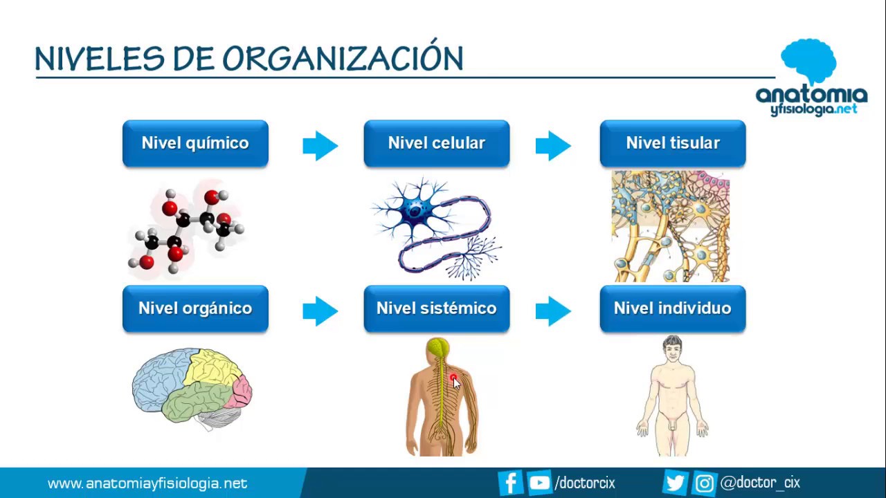 niveles estructurales del cuerpo humano