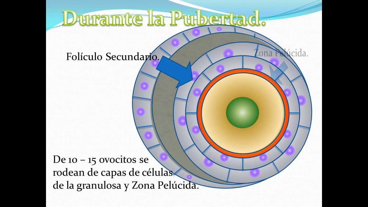 nombre que recibe la celula germinal femenina