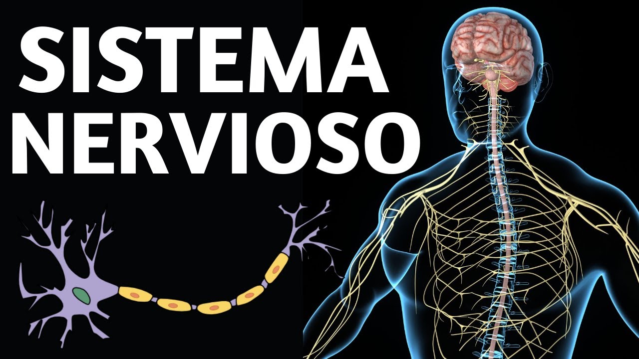 nombres de las partes del sistema nervioso