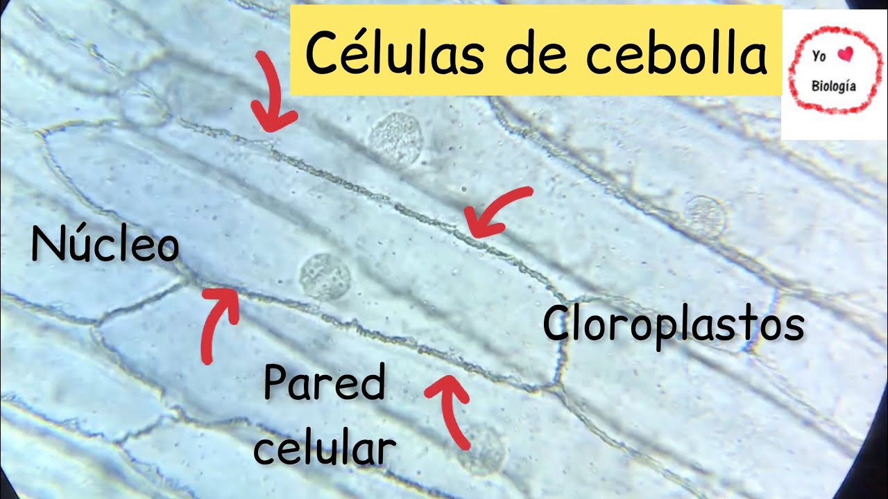 observacion de celulas en el microscopio