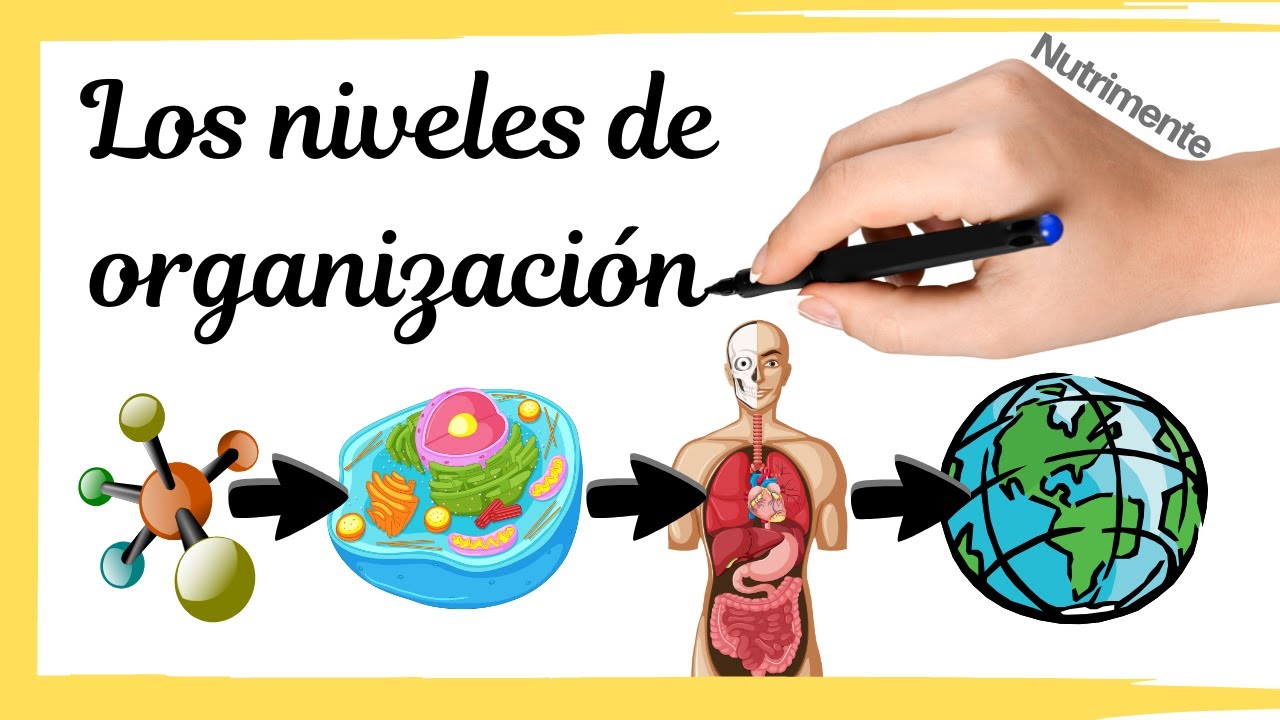 organización molecular de los seres vivos