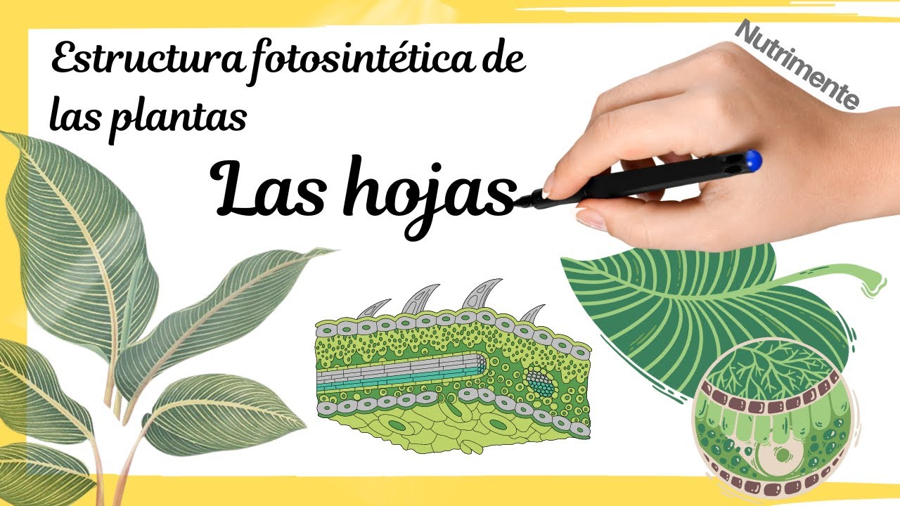 papel biologico de las hojas de las plantas