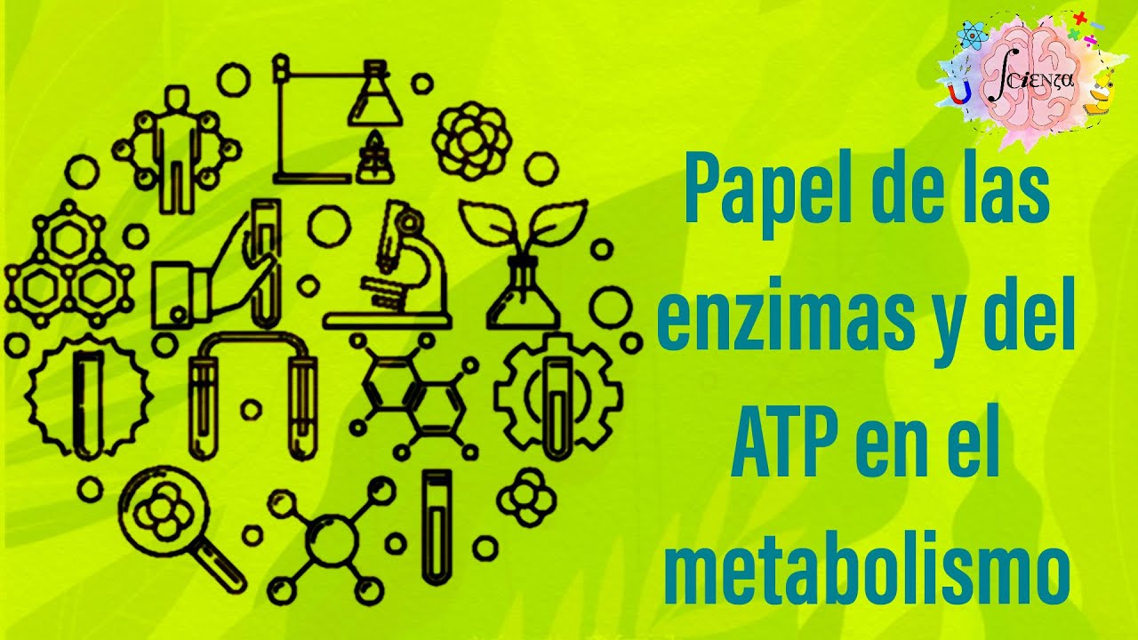 papel de las enzimas y el atp en el metabolismo