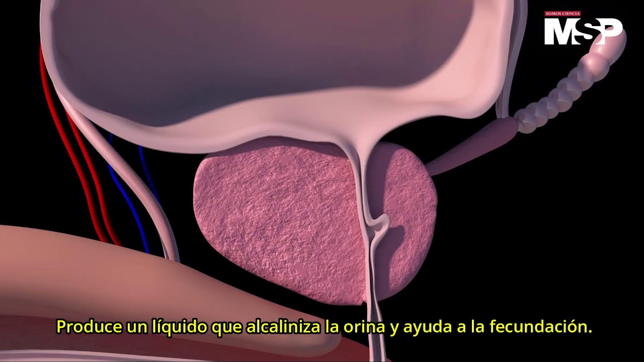 para que sirven los organos del cuerpo humano