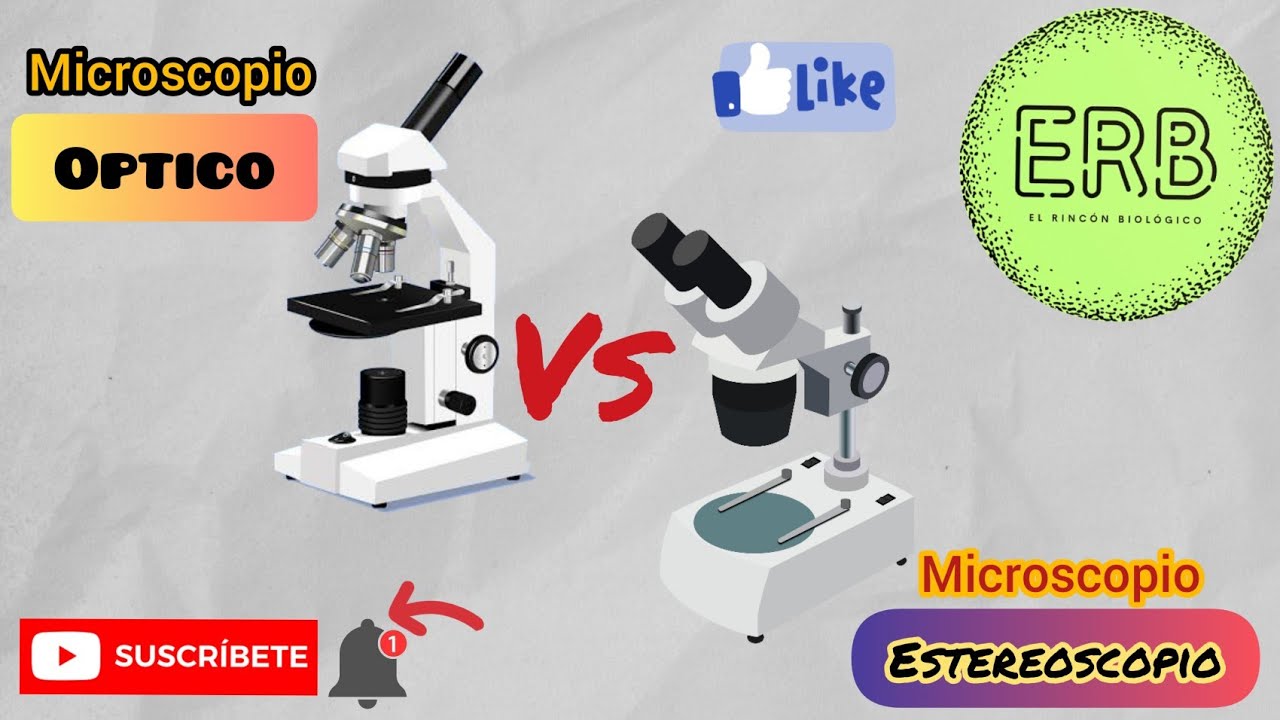partes del microscopio estereoscopico o lupa
