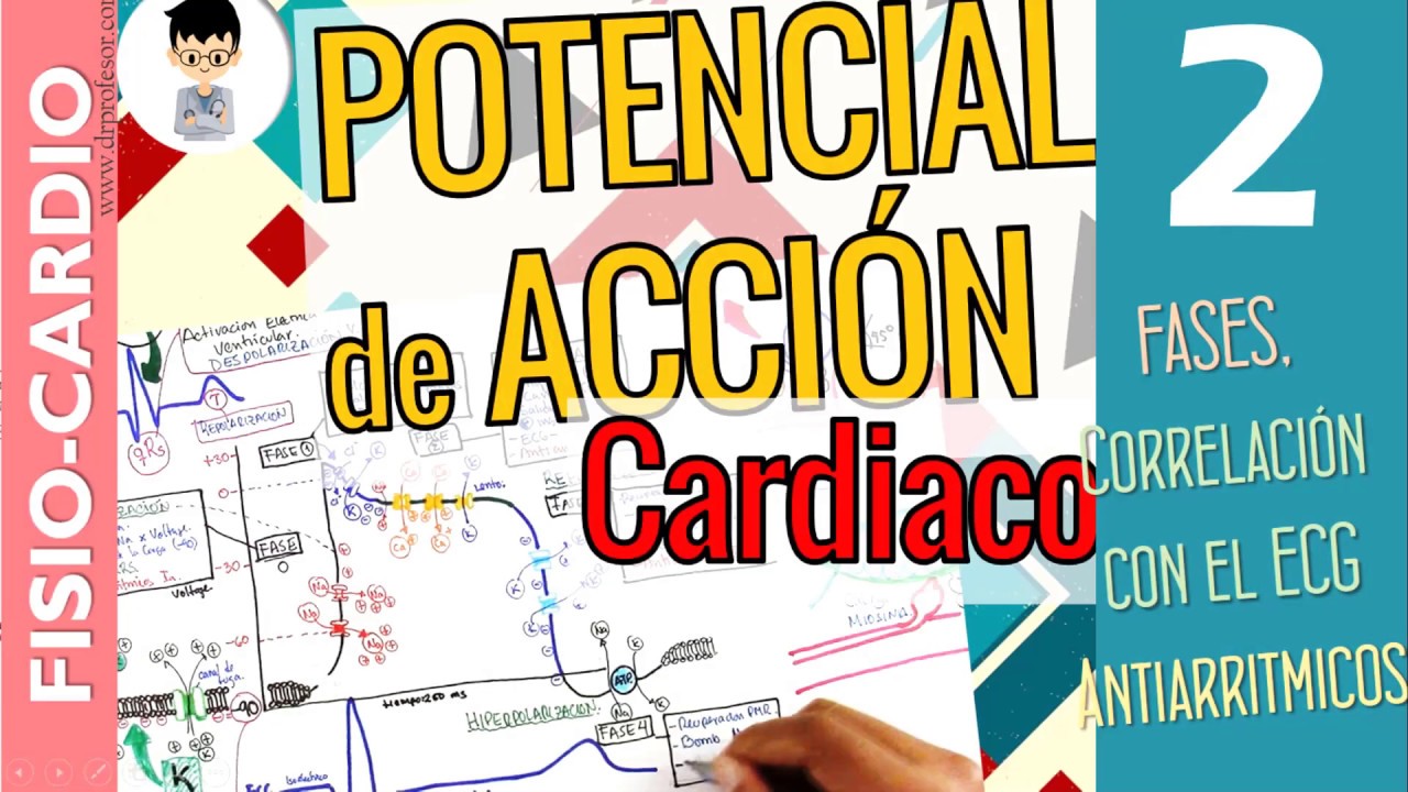 potencial de accion cardiaco fisiologia