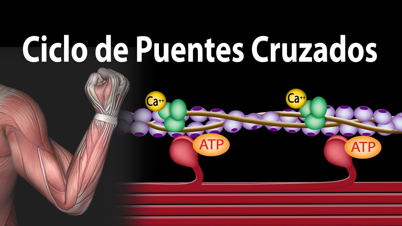 proceso de contraccion muscular paso a paso