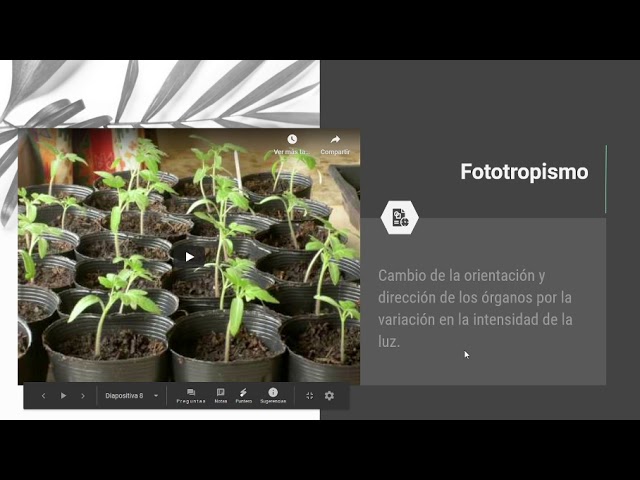 proceso de irritabilidad en las plantas