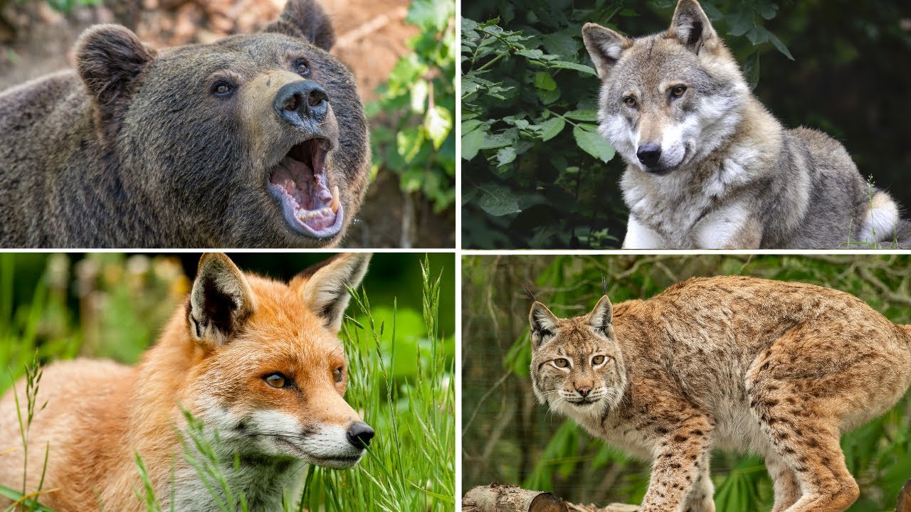 que animales se encuentran en el bosque
