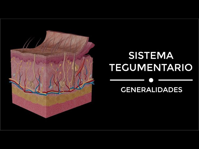 que conforma el sistema tegumentario