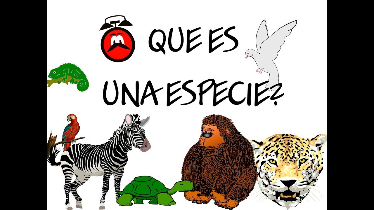 que diferencia hay entre individuo y especie
