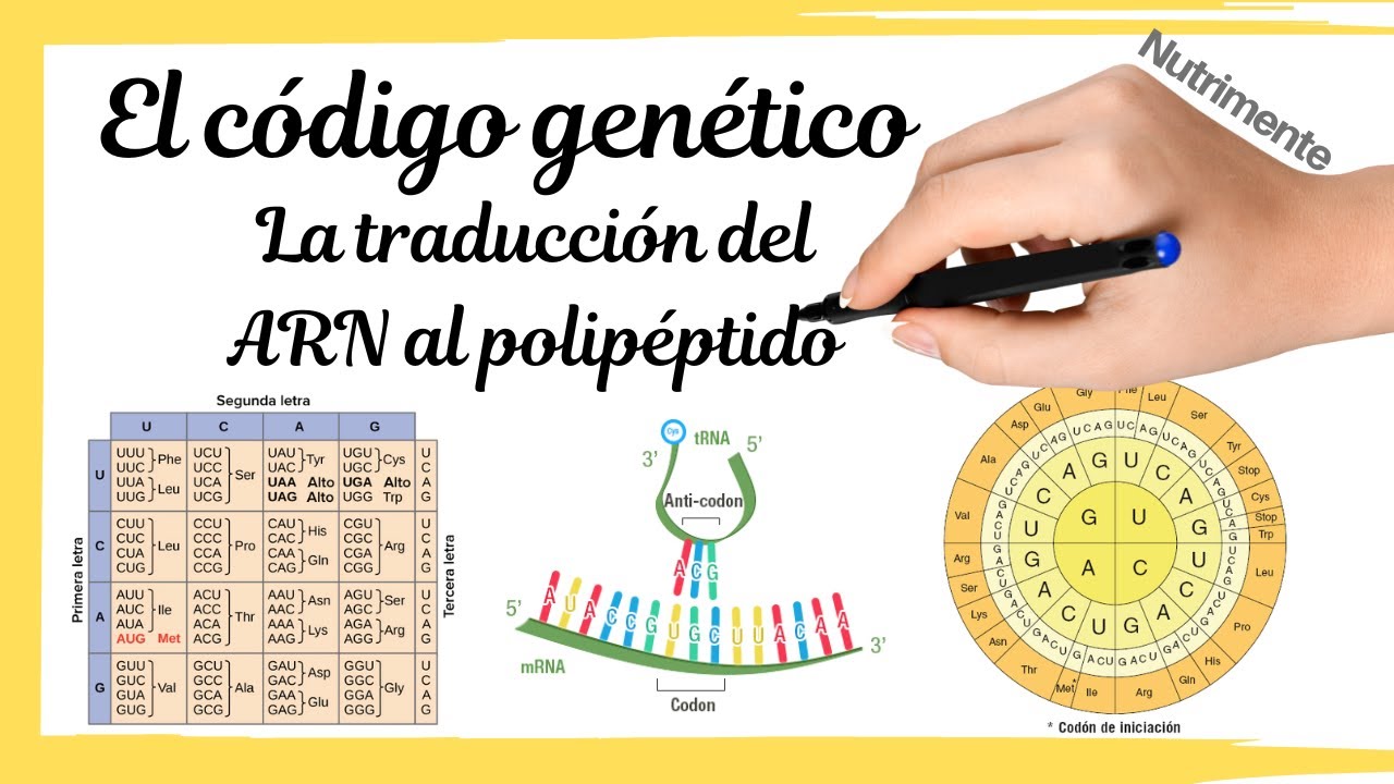 que es codigo genetico en biologia