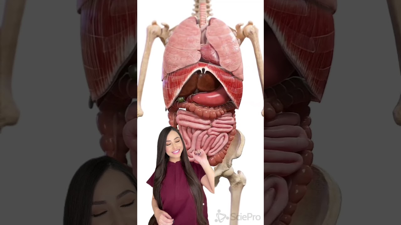 que organos no necesitan los humanos