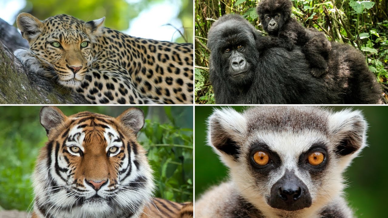 que tipo de animales hay en la selva