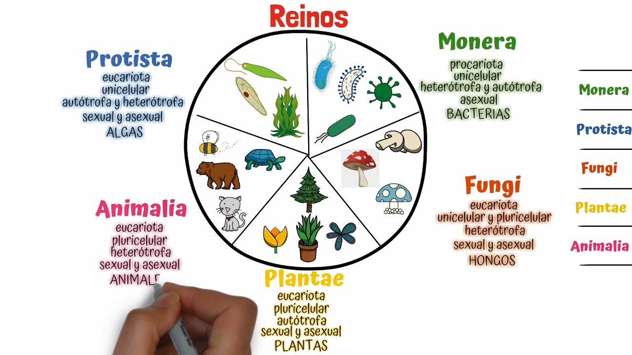 rama de la biología que clasifica a los seres vivos